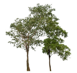 Wall Mural - Green tree isolated on transparent background with clipping path and alpha channel.