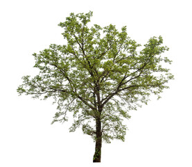 Leinwandbilder - Green tree isolated on transparent background with clipping path and alpha channel.