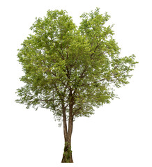Poster - Green tree isolated on transparent background with clipping path and alpha channel.