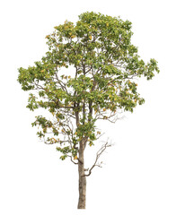 Leinwandbilder - Green tree isolated on transparent background with clipping path and alpha channel.