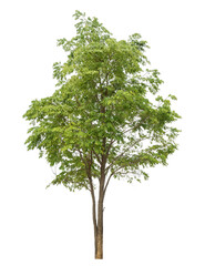 Leinwandbilder - Green tree isolated on transparent background with clipping path and alpha channel.
