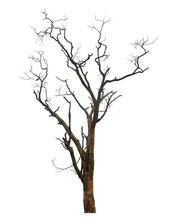 Dead Tree Isolated On Transparent Background With Clipping Path And Alpha Channel.