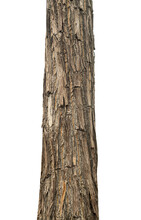 Trunk Of A Tree Isolated On Transparent Background.