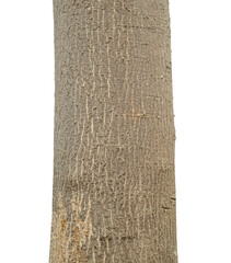 Aufkleber - Trunk of a tree Isolated On transparent Background.