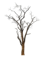 Aufkleber - dead tree isolated on transparent background with clipping path and alpha channel.