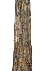 Poster - Trunk of a tree Isolated On transparent Background.