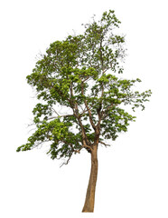 Leinwandbilder - Green tree isolated on transparent background with clipping path and alpha channel.