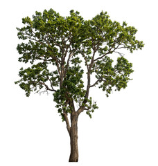 Green tree isolated on transparent background with clipping path and alpha channel.