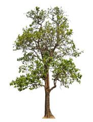 Leinwandbilder - Green tree isolated on transparent background with clipping path and alpha channel.