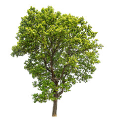 Leinwandbilder - tree isolated on transparent background with clipping path and alpha channel.