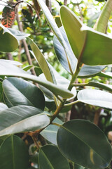 Wall Mural - Closeup of ficus elastica green leaves. Tropical conceptual background. Selective focus.