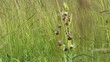 Hummel-Ragwurz (Ophrys holoserica) auf Trockenrasen mit Feldgrillenkonzert
