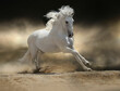 White Andalusian stallion galloping