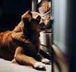 © Darya - Dog at the fridge waiting for food