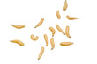 fly larvae on a transparent isolated background. png