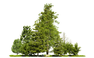 Aufkleber - Isolated tree on white background, clipping path in picture, 3D illustration rendering
