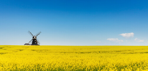 Canvas Print - Schwedische Windmühle vor einem gelben Rapsfeld und blauem Himmel