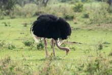 Ostrich Bird In The Masaai Mara Reserve - Kenya, East Africa, Eating