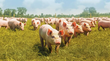 Pig Piglet Flower Meadow Free Stock Photo - Public Domain Pictures