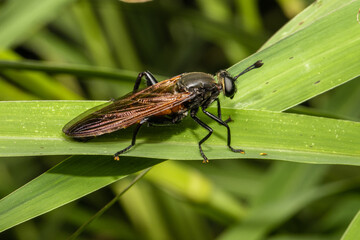 Wall Mural - Fly that resembles a wasp