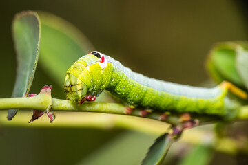 Wall Mural - Crazy green Hornworm caterpillar with pink feet