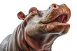 A hippopotamus close-up with mouth open on isolated transparent background. Generative AI