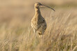 Curlew, Scientific name: Numenius arquata.  Close up of an adult Eurasian curlew alert and facing right on Managed Grouse Moorland in Swaledale, North Yorkshire..  Blurred background.   Space for copy