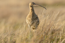 Curlew, Scientific Name: Numenius Arquata.  Close Up Of An Adult Eurasian Curlew Alert And Facing Right On Managed Grouse Moorland In Swaledale, North Yorkshire..  Blurred Background.   Space For Copy