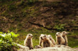 Präriehund - Erdhörnchen - Nagetier - Cute Prairie Dog - Family - Groundhog - Genus Cynomys - Close Up - Meadow - High quality photo