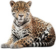 Wild lying jaguar isolated on a white background, generative AI animal