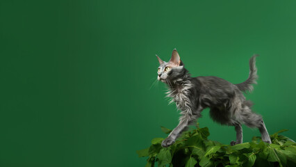 Wall Mural - Lykoi cat post on green background with copyspace (Generative AI)