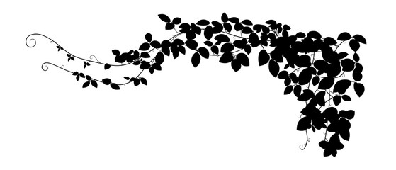 Wall Mural - Ivy leaf silhouette. Climbing plant isolated on transparent background. Decorative black plant.