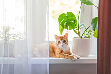 Red cat sits on the window and house plants on the windowsill. Domestic kitten resting on the windowsill at home in sunny day.