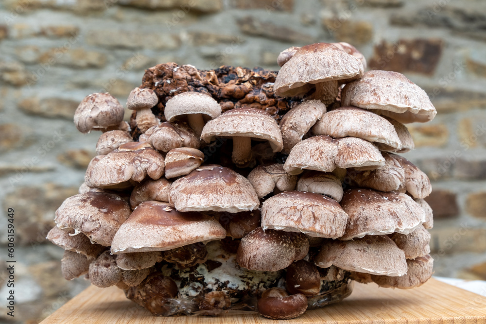 Shiitake Pilze Pilzzucht auf Kultursubstrat