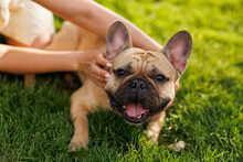 Portrait Of Adorable, Happy Dog Of The French Bulldog Breed In The Park On The Green Grass At Sunset. The Girl Hugs And Strokes Her Beloved Pet.