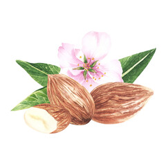 Wall Mural - Almond nuts with leaves composition watercolor isolated on white background. Hand drawn illustration with flower blossom