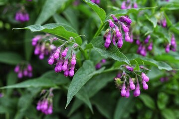 Wall Mural - Symphytum Officinale flowering herb, purple common comfrey.