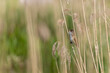 Mały ptak trzciniak zwyczajny wyśpiewuje swoje melodie siedząc na trzcinie.