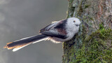 Fototapeta Morze - Ptak raniuszek siedzi przytulony do drzewa 