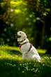 Zmęczony Pies Golden Retriever. Siedzi  na zielonej łące. Ubrany w różowe szelki
