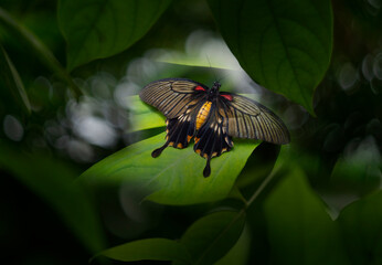 Wall Mural - Butterfly Pachliopta jophon in a rainforest