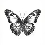 Fototapeta Motyle - grey butterfly isolated on white