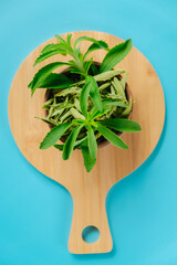 Wall Mural - Stevia rebaudiana. Fresh stevia twig in round bowls with dry stevia on a round wooden board on a blue background.Sugar substitute. Natural dietary sweetener.Organic natural sweetener. 