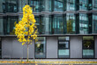 Yellow tree in front of the modern office building