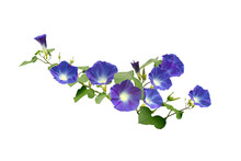 Isolated Image Of Purple Morning Glory Flower On Png File At Transparent Background.