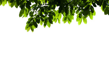 isolated image of branch with leaves of big tree on png file at transparent background.