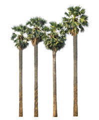 Poster - sugar palm isolated on transparent background with clipping path and alpha channel.