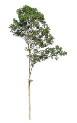 Leinwandbilder - Green tree isolated on transparent background with clipping path and alpha channel.