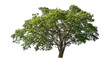 © Sarawut - Green tree isolated on transparent background with clipping path and alpha channel.