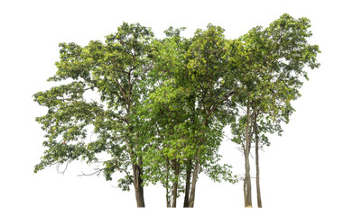 Fototapete - Green tree isolated on transparent background with clipping path and alpha channel.